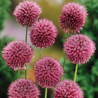 Drumstick Allium Thumbnail